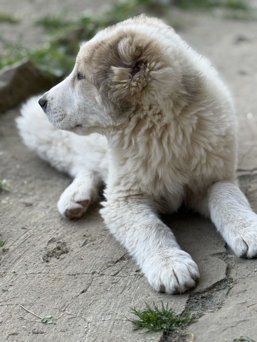 САО Алабай - мъжко