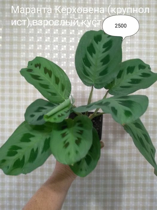 Продам комнатные растения