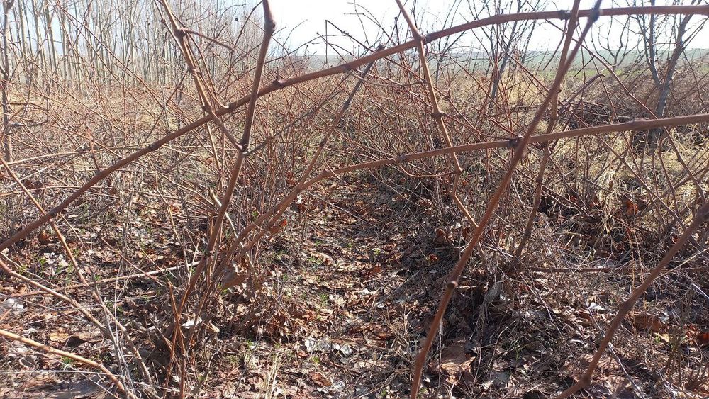 Taypi uzum ko'chatlar