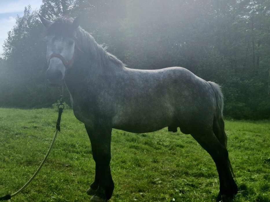 Armăsar , Sânge rece unguresc