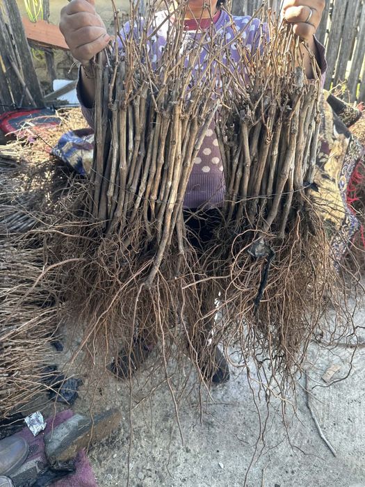 Butasi vita de vie anul 1