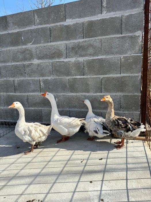 Ouă de gâscă  creata și coloss