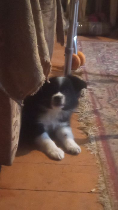 Отдам даром в хорошие руки.