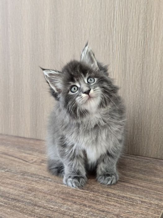 Мейн кун девочка