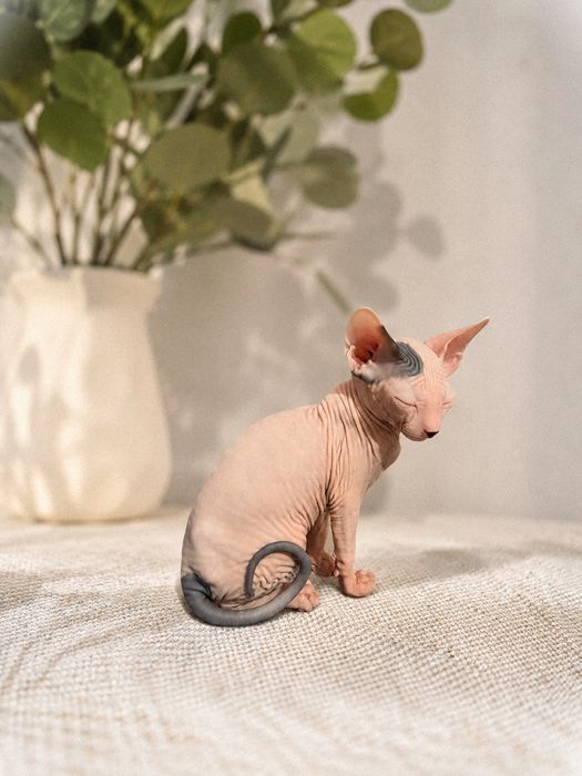 Котенок Канадского сфинкса