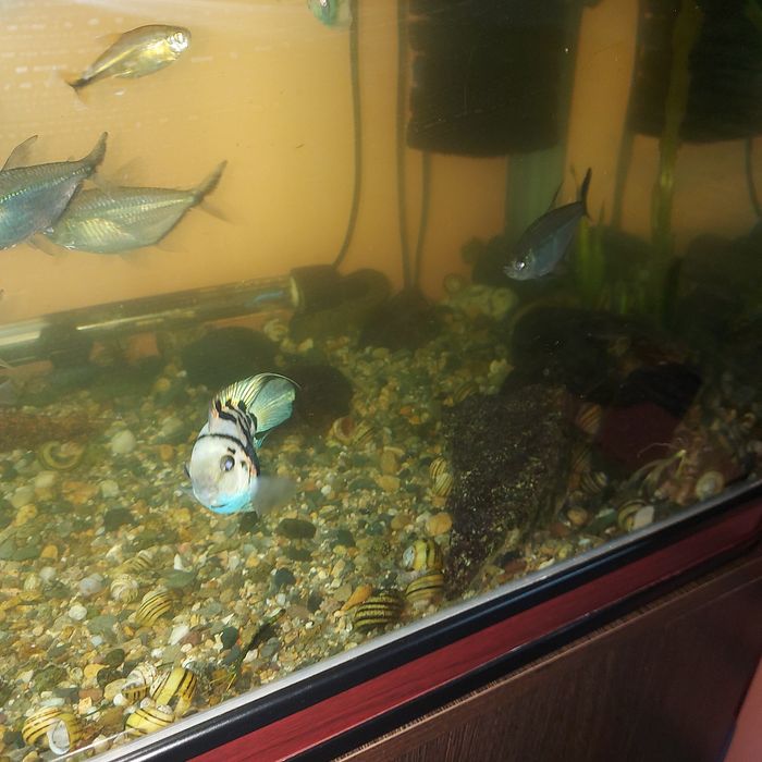 Продам аквариумм