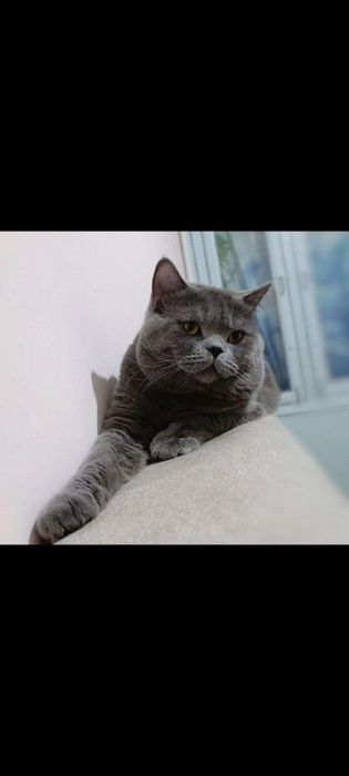 Продажа. Кот породы скоттиш страйт Барни 2 года.