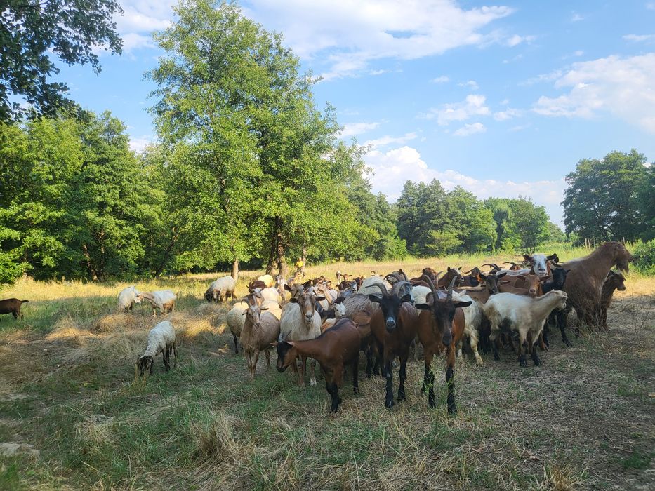 Vând turmă oi și capre