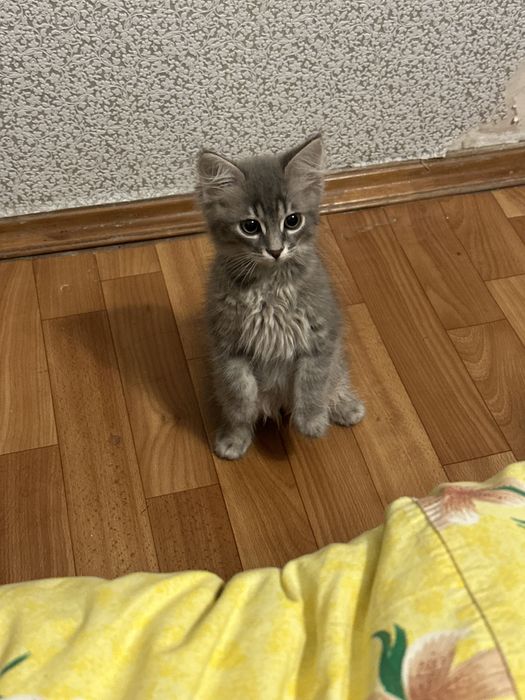 отдам котенка в добрые руки