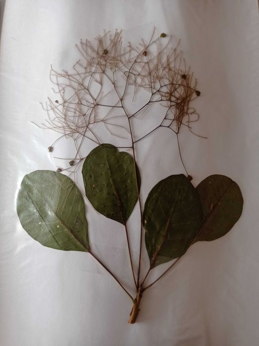 Хербарий по Фармакология за ТрУ