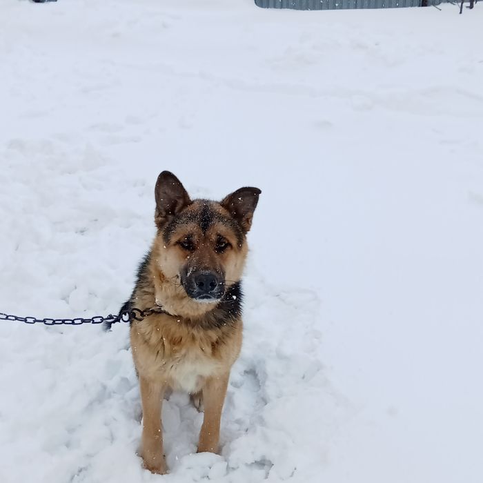 еркек ит сатлады Овчарка