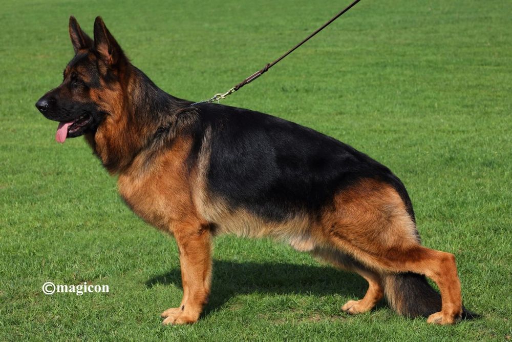 Canisa von Bad-Box  vinde Ciobanesc German.