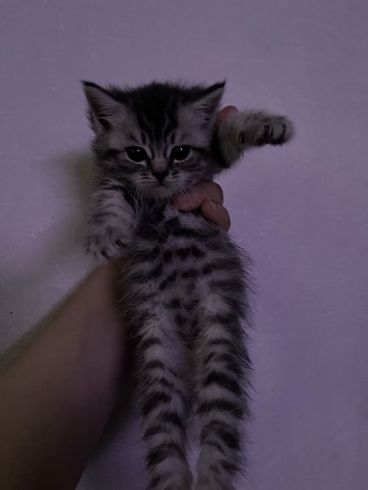 Кошка шотландская