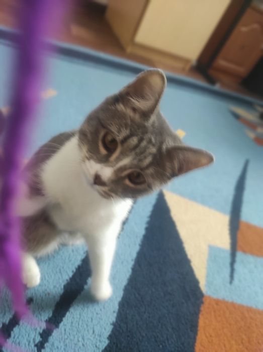 Кошка 3-4 месяца