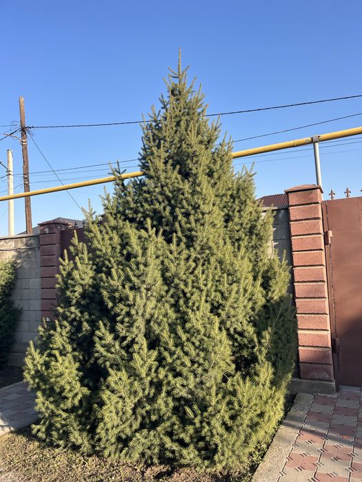 Елка,саженцы,шырша.