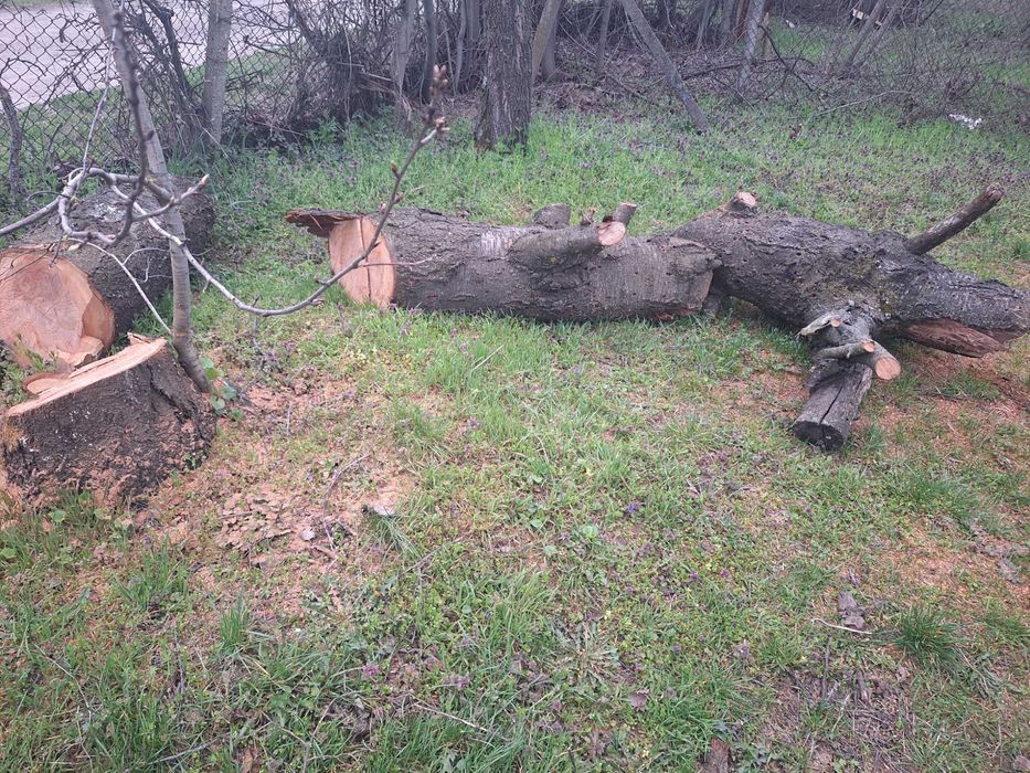 Дървен материал череша