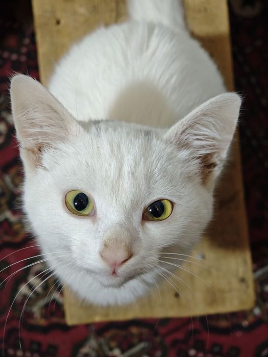 котята отдадим даром в хорошые руки