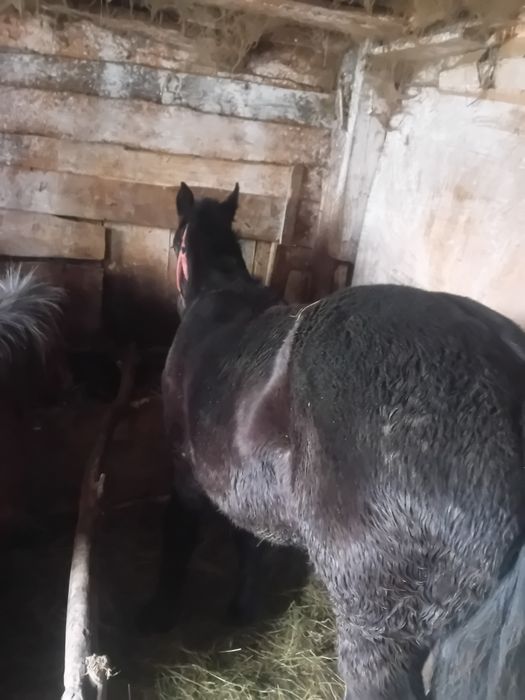 De vânzare manza de 6 luni mai multe detalii sunați la numărul de tele