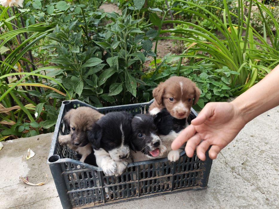 Спаниель охотник. Spaniel ovchi kuchuk bolalari