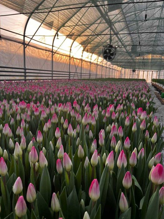 Тюльпаны к 8 марта оптом