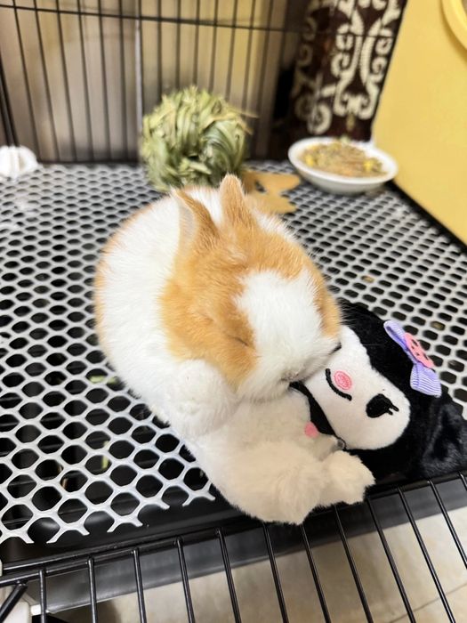 Oddiy sovg‘alardan charchadingizmi?