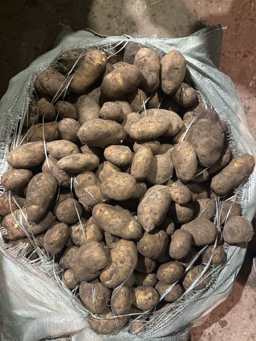 Продам Картофель от Кх