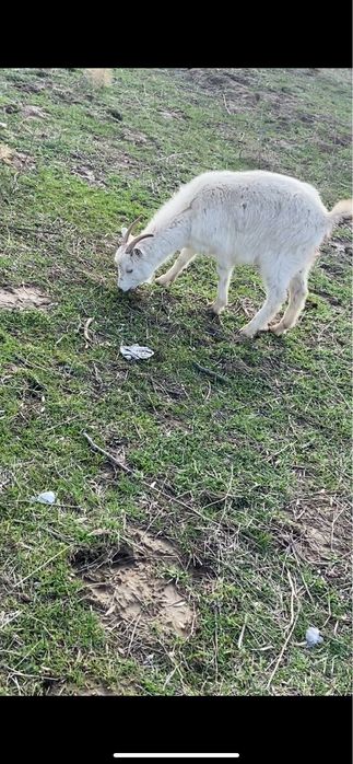 Ешкілер мен кози