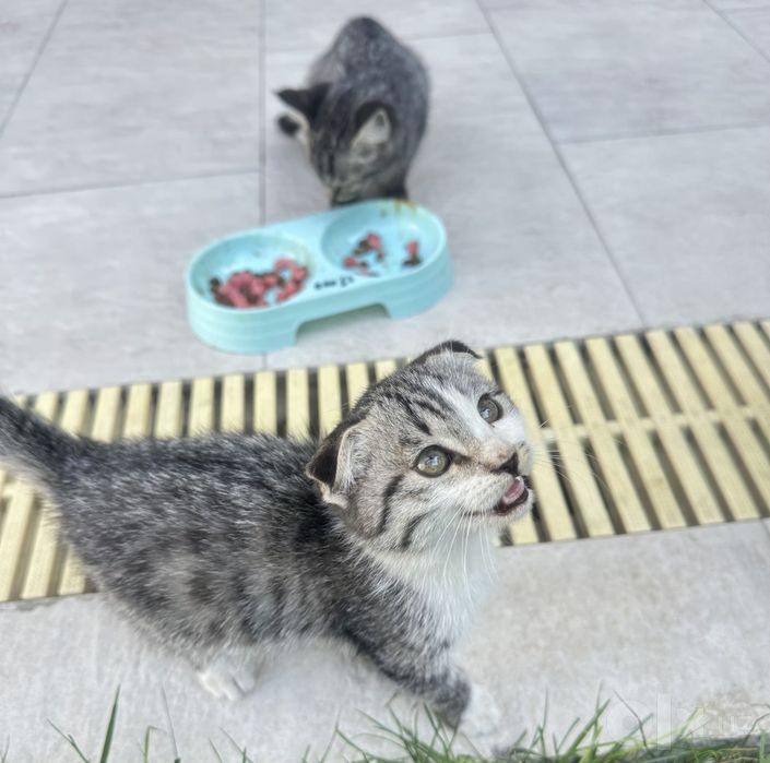 Scottish fold & scottish straight