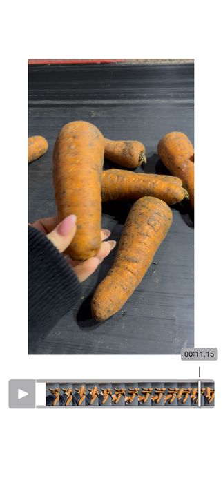 Продам морковь оптом