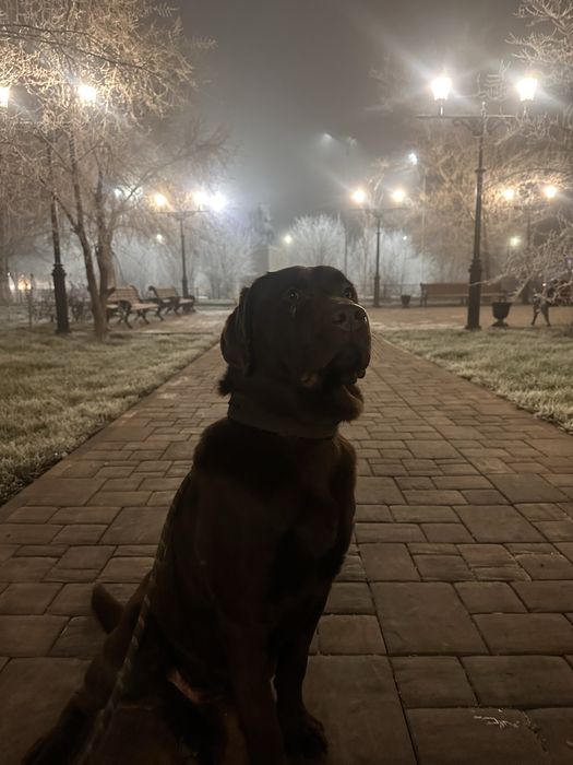 Продается лабрадор (шоколадный) кобель 2 года