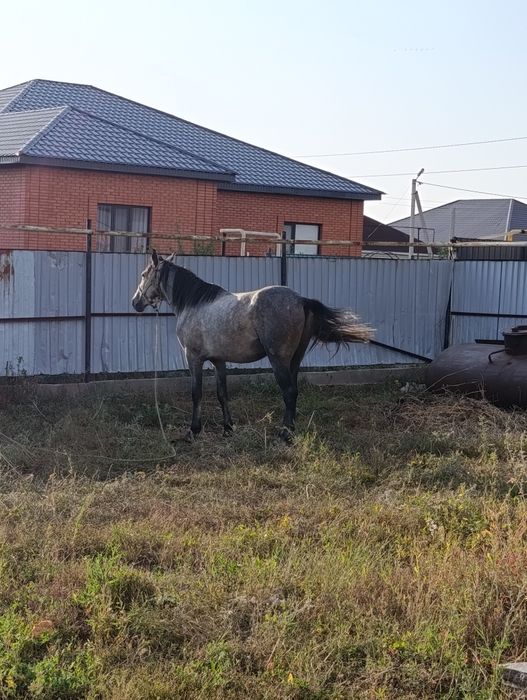 Орловский сатылады