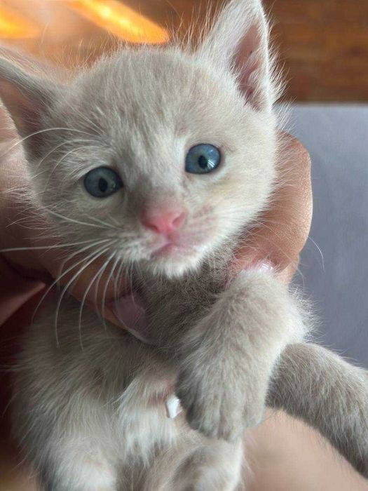 Мурчащие комочки счастья ищут дом