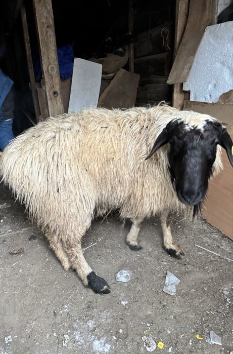 семиз койлар сатылады оптом бар