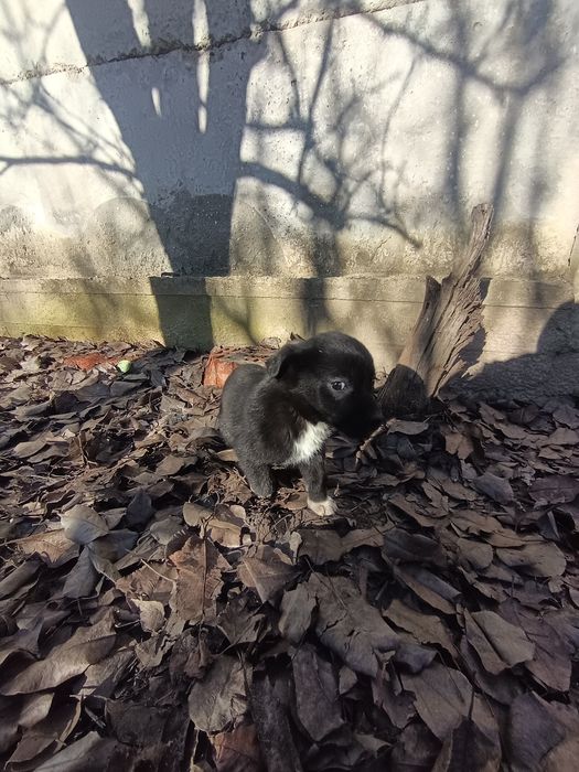 GRATIS 5 Cățelușe talie mica-medie adoptie