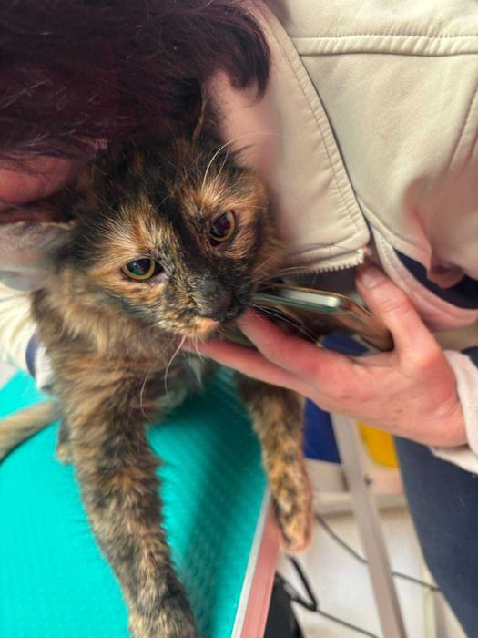 Pisica Tortie foarte blanda