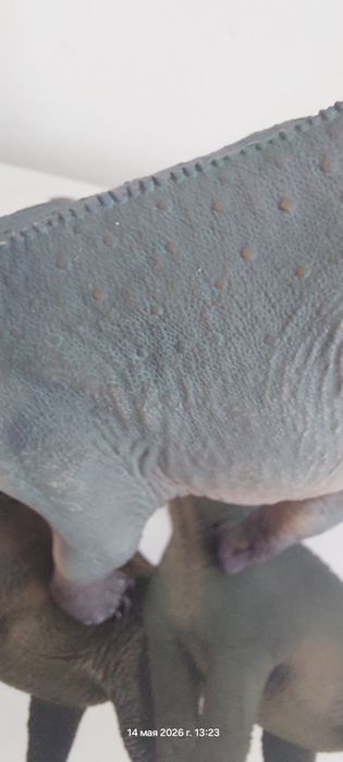 Hoalonggood euhelopus 1:35 размерь синний