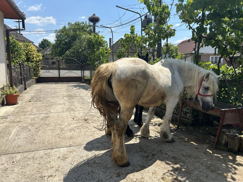 Vând Iapă cu mânză