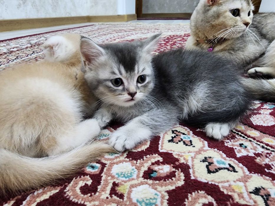 Британские страйт