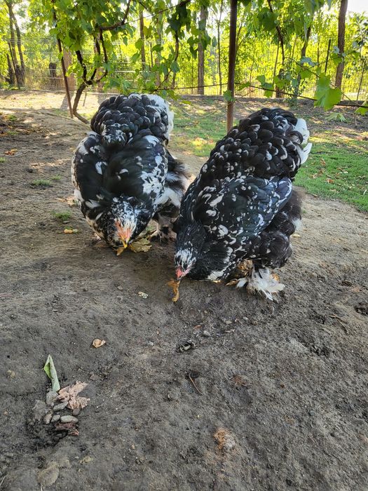 Cochinchina și Paduana