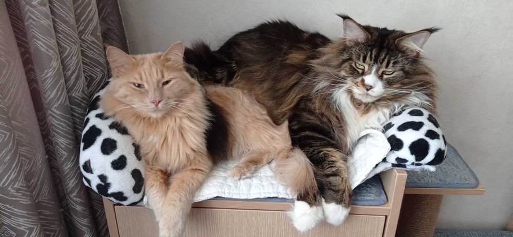 КошкоНяня с выездом на дом