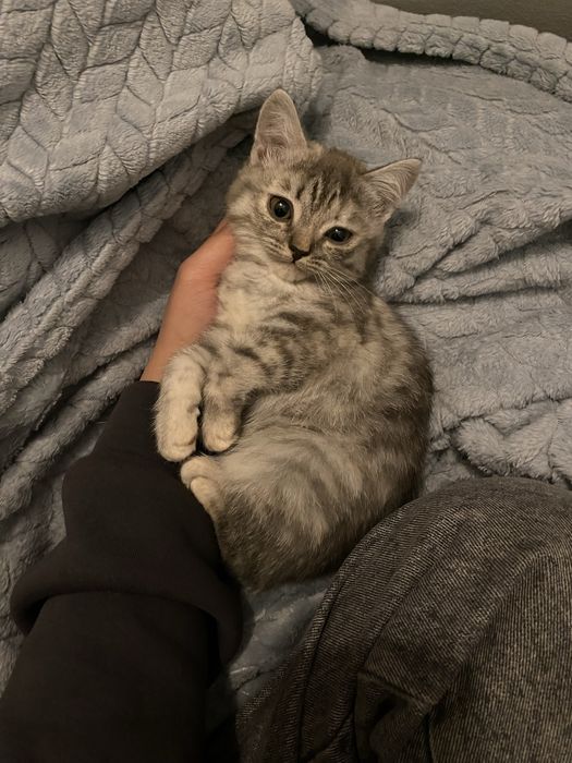 Котенок скоттиш страйт
