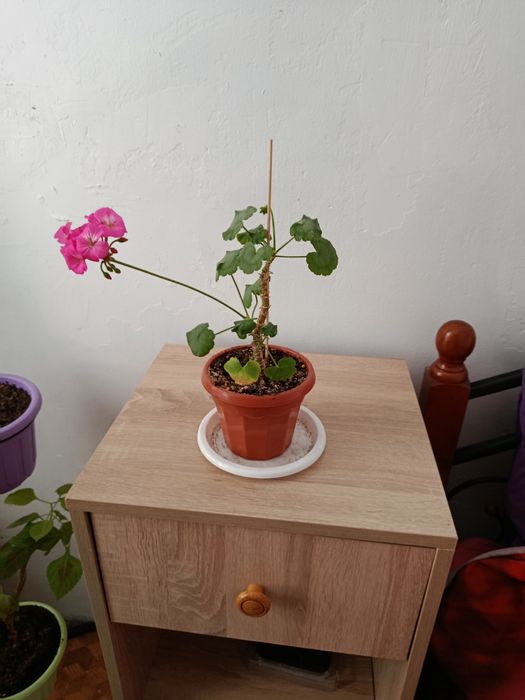 Комнатные растения. Бугенвиллия.Пеларгония.