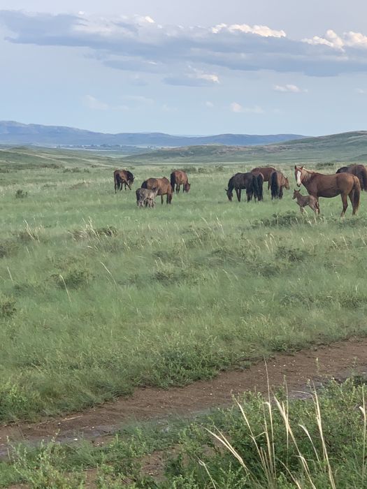 Биелер сатам кулын бырге