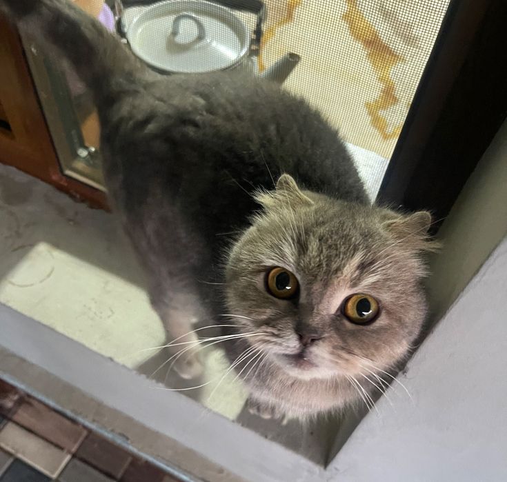 Котята-метисы от (Scottish Fold)