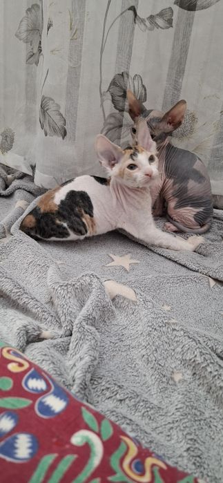 Донские сфинксы котята