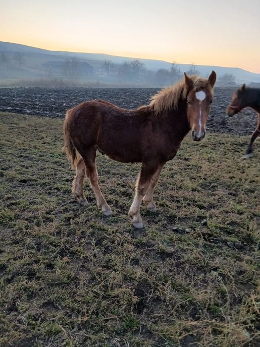 Vind mînz de 7 luni