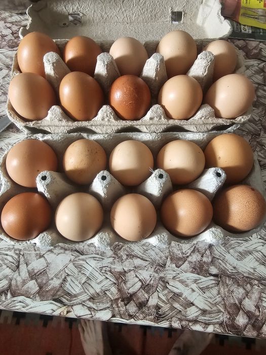 Ouă de țară de vânzare