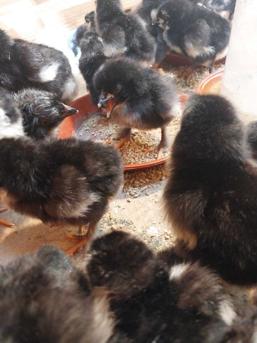 Qora tovuq jujasi 1 haftalik sotiladi