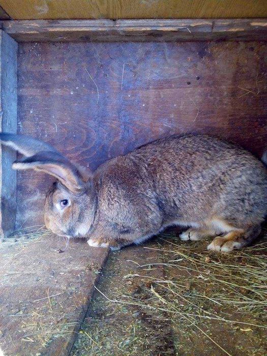 продавам зайци великани белгиски и жълти