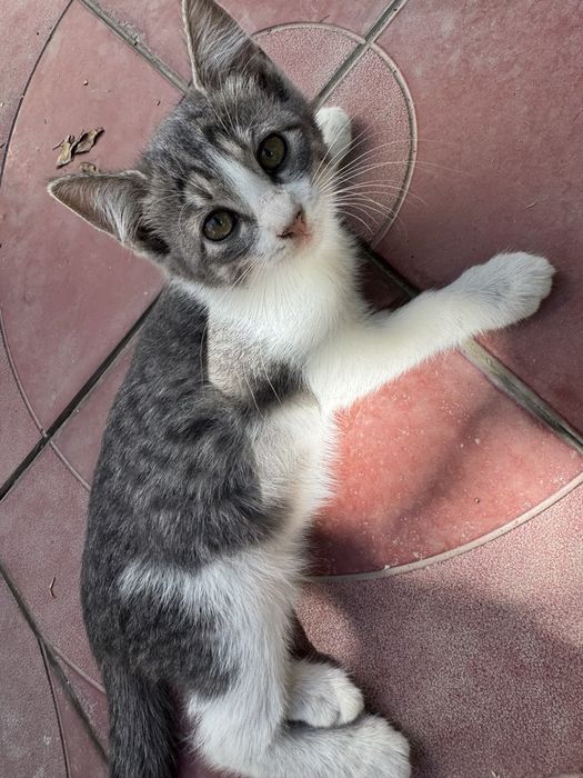 Котята, котенок, кошка. Мушук боласи́, мушукчалар.